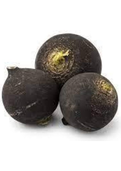 100 Adet Tohum Siyah Turp Tohumu Kara Turp Siyah Turp Tohumu Sürpriz Hediye Tohumlu fiyatları