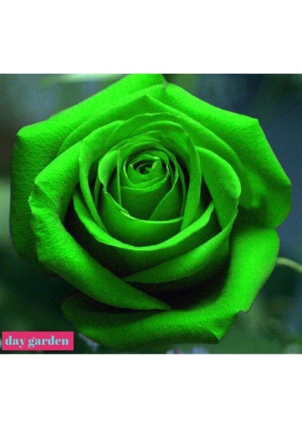 5 Adet Tohum Nadir Yeşil Gül Tohumu Yeşil Bahçe Gülü Organik Hediye Tohumludur