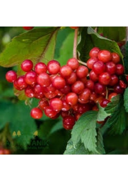 50 Adet Tohum Nadir Kırmızı Gilaburu Meyve Ağaç Tohumu Şifalı Meyve Tohumu modelleri