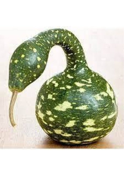 50 Adet Tohum Organik Eğri Kuğu Su Kabağı Tohumu Taze Kuğu Süs Su Kabak Tohumu