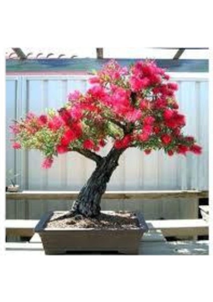 15 Adet Tohum Bonsai Kırmızı Gül Ağacı Bonzai Tohumu Sürpriz Hediye Bonsai Ağacı Tohumu