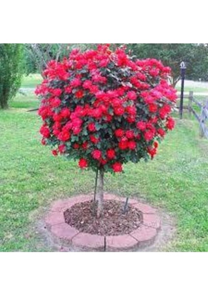 15 Adet Tohum Bonsai Kırmızı Gül Ağacı Bonzai Tohumu Sürpriz Hediye Bonsai Ağacı Tohumu fiyatları