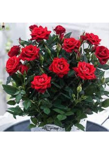 15 Adet Tohum Bonsai Kırmızı Gül Ağacı Bonzai Tohumu Sürpriz Hediye Bonsai Ağacı Tohumu modelleri