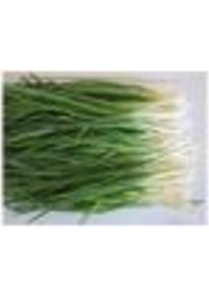 Taze Firik Yeşil Soğan Tohumu 50 Adet Tohum Kalite fiyatları