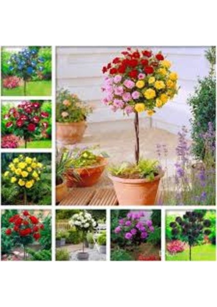 10 Adet Tohum Nadir Gökkuşağı Karışık Renkli Baston Gül Tohumu Saksı Toprak