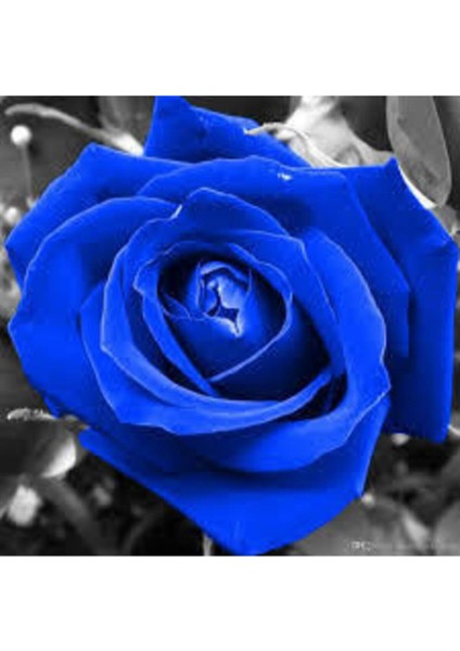 5 Adet Tohum Nadir Bulunan Mavi Gül Tohumu Mavi Bahçe Gülü Saksı Toprak Hediyemizdir