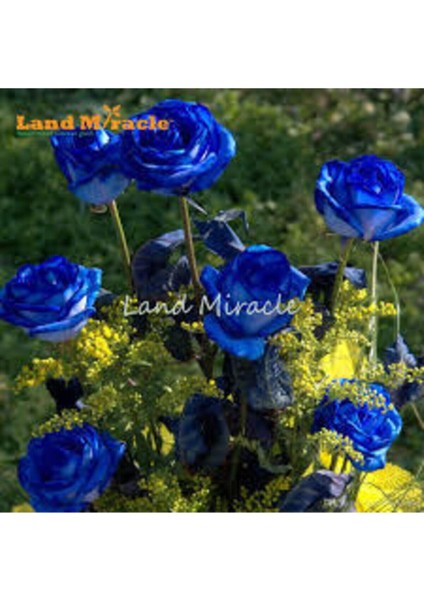 5 Adet Tohum Nadir Bulunan Mavi Gül Tohumu Mavi Bahçe Gülü Saksı Toprak Hediyemizdir fiyatları