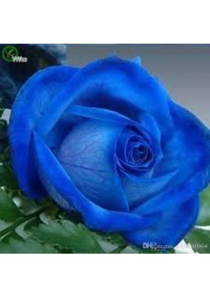 5 Adet Tohum Nadir Bulunan Mavi Gül Tohumu Mavi Bahçe Gülü Saksı Toprak Hediyemizdir modelleri