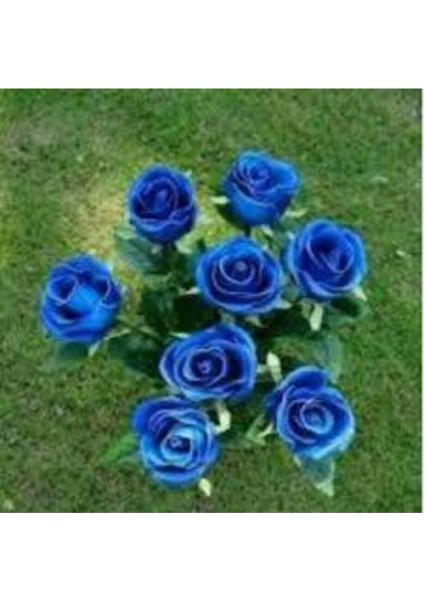 5 Adet Tohum Nadir Bulunan Mavi Gül Tohumu Mavi Bahçe Gülü Saksı Toprak Hediyemizdir fırsatları