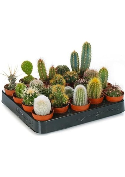 10 Adet Kaktüs Seti Birbirinden Farklı Karışım Bitkiler
