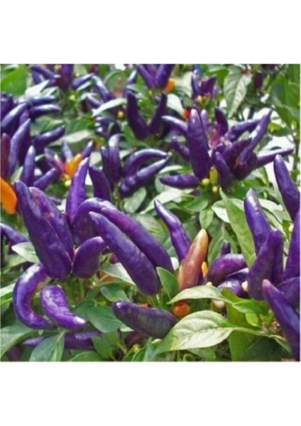 50 Adet Tohum Nadir Acı Mor Süs Biberi Tohumu Mor Süs Biber Tohum Hediye Tohumlu