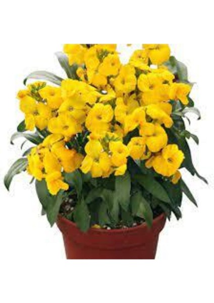 30 Adet Tohum Nadir Bulunan Sarı Şebboy Çiçeği Tohumu Saksı Torak Hediyemizdir Sürpriz Hediye Tohuml