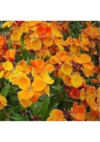 30 Adet Tohum Nadir Bulunan Sarı Şebboy Çiçeği Tohumu Saksı Torak Hediyemizdir Sürpriz Hediye Tohuml fiyatları