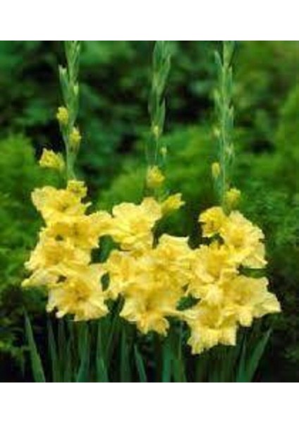 30 Adet Tohum Nadir Bulunan Sarı Şebboy Çiçeği Tohumu Saksı Torak Hediyemizdir Sürpriz Hediye Tohuml modelleri