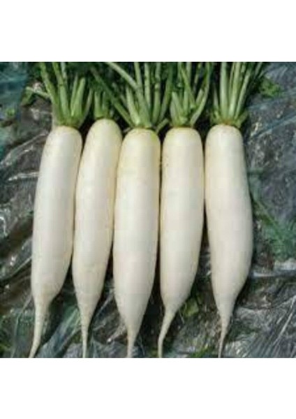 100 Adet Tohum Nadir Beyaz Uzun Turp Tohumu Beyaz Çin Turpu Tohumu Sürpriz Hediye Tohumlu fiyatları