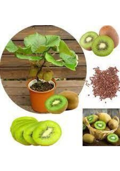 20 Adet Tohum Bodur Kivi Bonsai Ağacı Tohumu Saksı Toprak Sürpriz Hediye Bonsai Ağacı Tohumludur