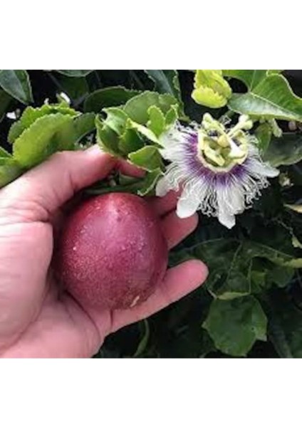 20 Adet Tohum Organik Hobi Bahçe Tropikal Tutku Meyve Tohum Saksı Topraklı