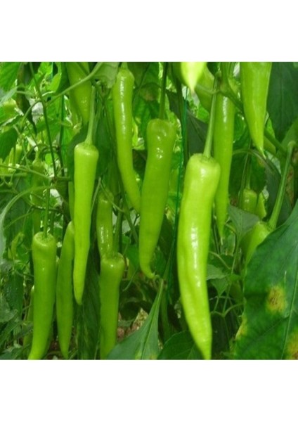 50 Adet Tohum Acı Nadir Çarliston Koyu Acı Çarliston Charliston Biberi Tohumu Hediye Tohum