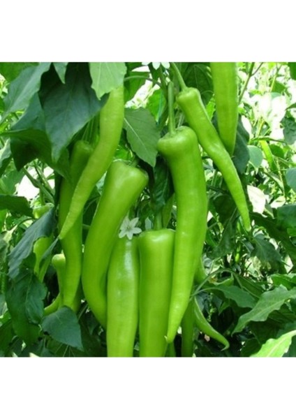 50 Adet Tohum Acı Nadir Çarliston Koyu Acı Çarliston Charliston Biberi Tohumu Hediye Tohum fiyatları