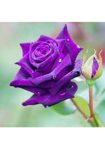 10 Adet Tohum Nadir Mor Baston Gül Tohumu Saksı Toprak Hediyelidir Otantik Kokulu fiyatları