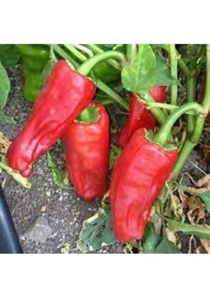 50 Adet Tohum Nadir Acı Fil Bayıltan Kırmızı Acı Asya Biberi Tohumu Saksı Toprak Hediye