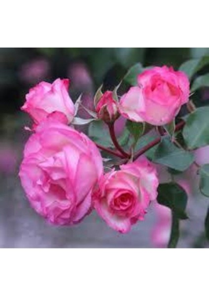 5 Adet Tohum Nadir Organik Pembe Isparta Gül Tohumu Reçellik Kokulu Pembe Gül Tohumu Hediye Tohum