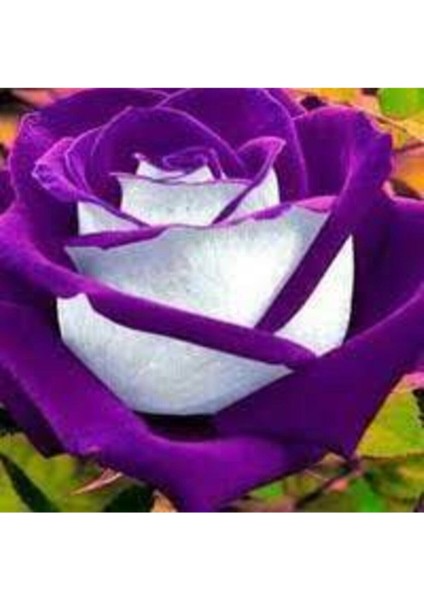 5 Adet Nadir Mor Gül Tohumu