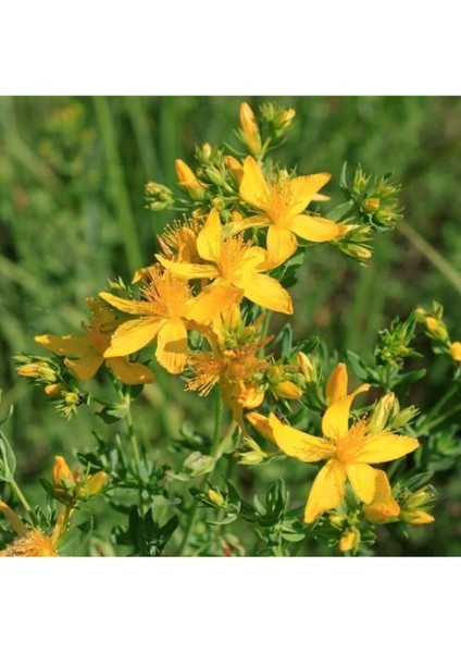 50 Adet Tohum Taze Sarı Kantaron Kantoron Çiçeği Tohumu Yabani Çiçek Tohumlar Hediye Tohumlu