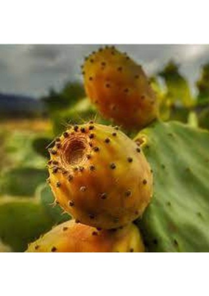 10 Adet Tohum Dikenli İncir Tohumu Hint İncir Frenk İnciri Tohumu Saksı Toprak Sürpriz Hediye Tohum