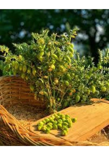 150 Adet Tohum Eko Paket Yeni Mahsül Geleneksel Nohut Tohumu Bol Verim Sürpriz Hediye Tohumla Gelir fiyatları