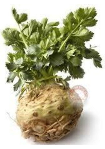 100 Adet Tohum Kereviz Tohumu Kereviz Tohumları Sürpriz Hediye Tohumla Gönderilir