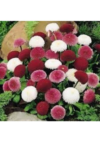 20 Adet Karışık Şeker Tabağı Çiçeği Tohumu Çiçek Tohumu Saksı Toprak Sürpriz Hediye Çiçek Tohumlu