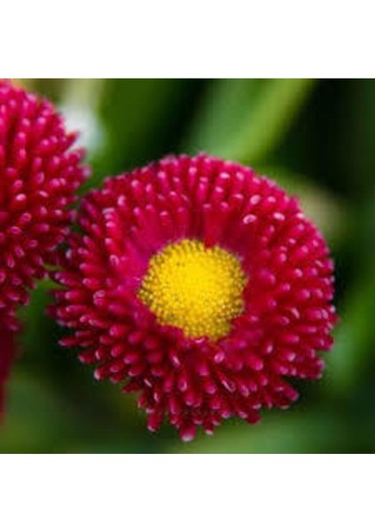 20 Adet Karışık Şeker Tabağı Çiçeği Tohumu Çiçek Tohumu Saksı Toprak Sürpriz Hediye Çiçek Tohumlu fiyatları