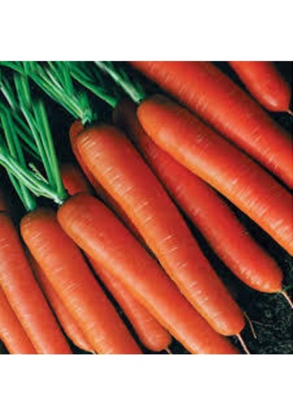 250 Adet Tohum Havuç Etli Erkenci Ankara Kum Havuç Nantes Havuç Tohumu Saksı Toprak Hediye