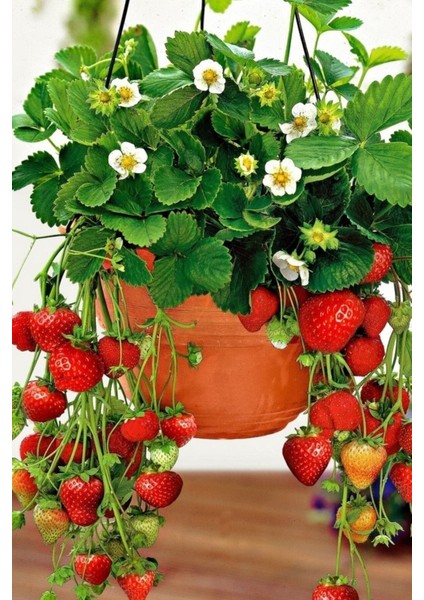 25 Adet Tohum Nadir Saksılık Yediveren Taze Çilek Tohumu Organik Yeni Mahsul Çilek Tohumu Saksı Topr