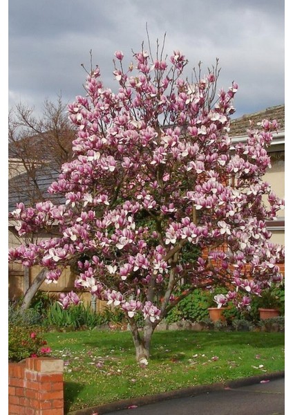 5 Adet Tohum Nadir Manolya Bahçe Ağaç Tohumu Saksı Toprak Hediyemizdir