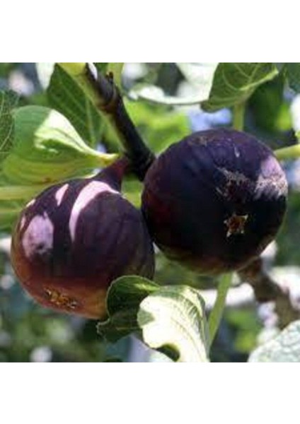 20 Adet Tohum Siyah İncir Tohumu Yemiş İncir Bal İncir Tohumu Sürpriz Hediye Tohum fiyatları