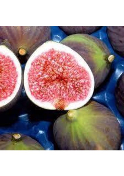 20 Adet Tohum Siyah İncir Tohumu Yemiş İncir Bal İncir Tohumu Sürpriz Hediye Tohum modelleri