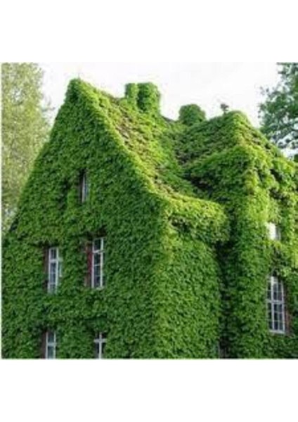 10 Adet Tohum Nadir Amerikan Sarmaşığı Sarmaşık Tohumu İthal Sarmaşık Tohumu Saksı Topraklı