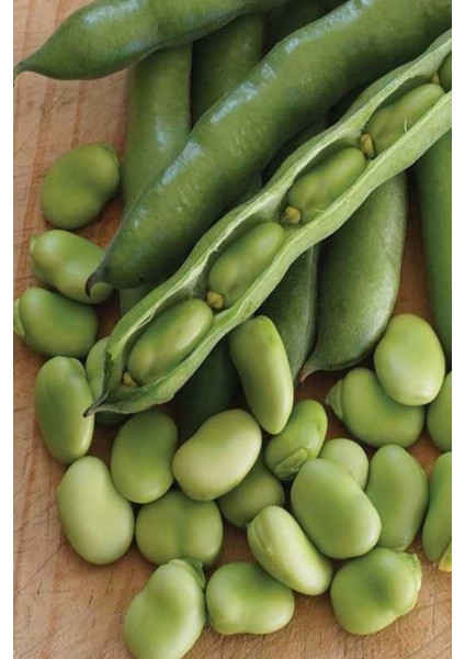 100 Adet Tohum Eko Paket Yerli Sakız Bakla Tohumu Adet Tohum Sürpriz Hediye Tohum