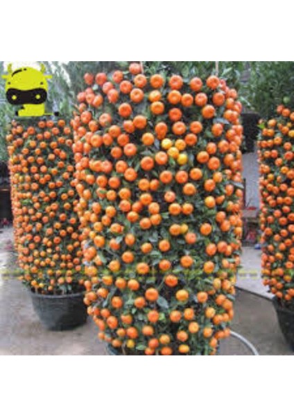 25 Adet Tohum Nadir Bodur Bonsai Mandalina Bonzai Ağacı Tohum Süpriz Hediye Bonsai Ağacı Tohum