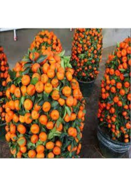 25 Adet Tohum Nadir Bodur Bonsai Mandalina Bonzai Ağacı Tohum Süpriz Hediye Bonsai Ağacı Tohum modelleri