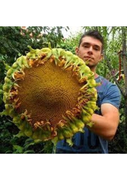 150 Adet Tohum Organik Köy Ay Çekirdeği Çiğdem Güne Bakan Tohumu Organik Tohum Sürpriz Hediye