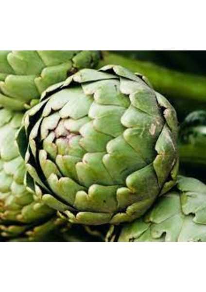 200 Adet Tohum Organik Hobi Bahçe Taze Enginar Tohumu Yeni Hasat