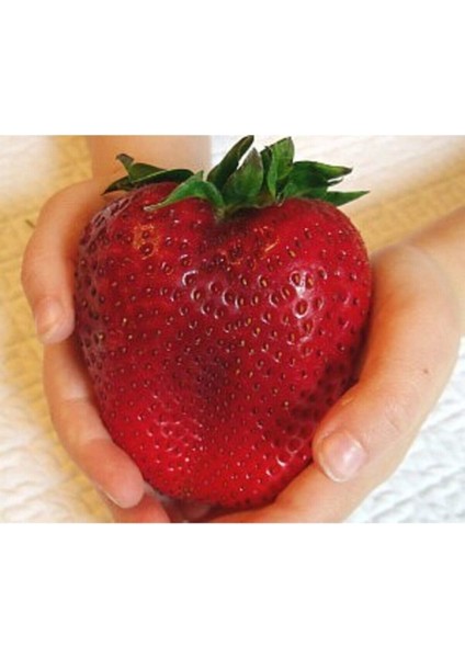 100 Adet Tohum İthal Nadir Dev Çilek Tohum Yediveren Güney Amerika Çileği Tohumu