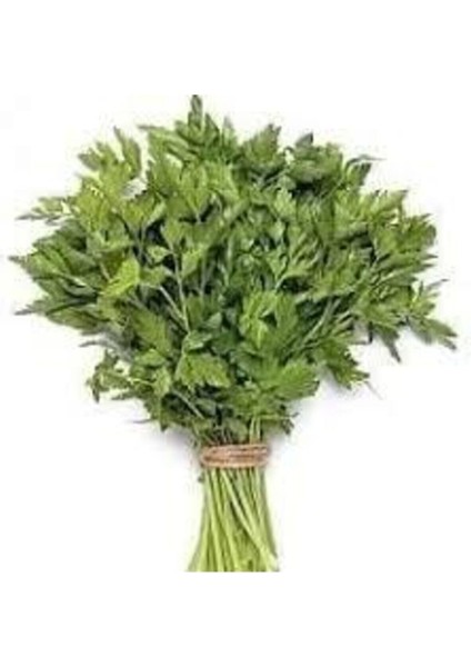 50 Adet Tohum Geniş Yaprak Maydonoz Tohumu Sürpriz Hediye Sebze Tohumu Saksı Toprak Hediyemizdir