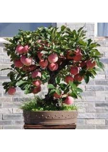 15 Adet Tohum Nadir Bodur Bonsai Niğde Amasya Elma Ağaç Tohum Organik Bahçe Tohum Saksı Toprak