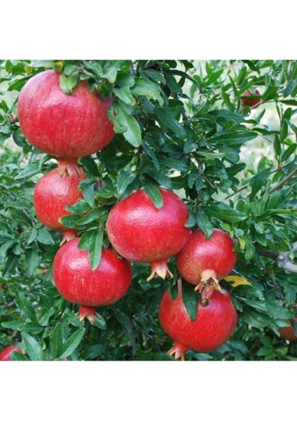 20 Adet Tohum Organik Bahçe Kırmızı Medine Nar Ağaç Tohumu Taze Saksı Topraklı