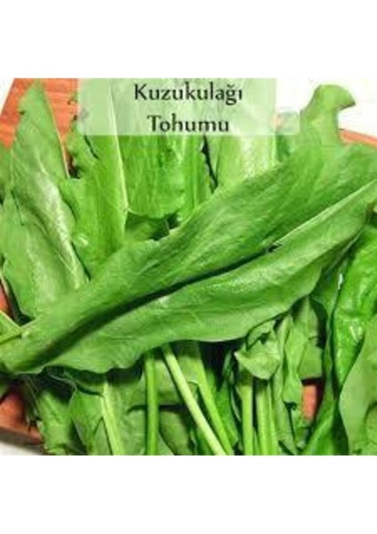 350 Adet Tohum Kuzu Kulağı Tohumu Koç Kulağı Tohumu Ekşi Otu Tohumu Sürpriz Hediye Tohumlu