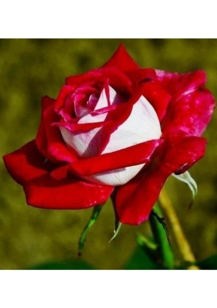 20 Adet Tohum Nadir Bulunan Kırmızı Beyaz Gül Tohumu Bahçe Gülü Saksı Toprak Sürpriz Hediye Tohum